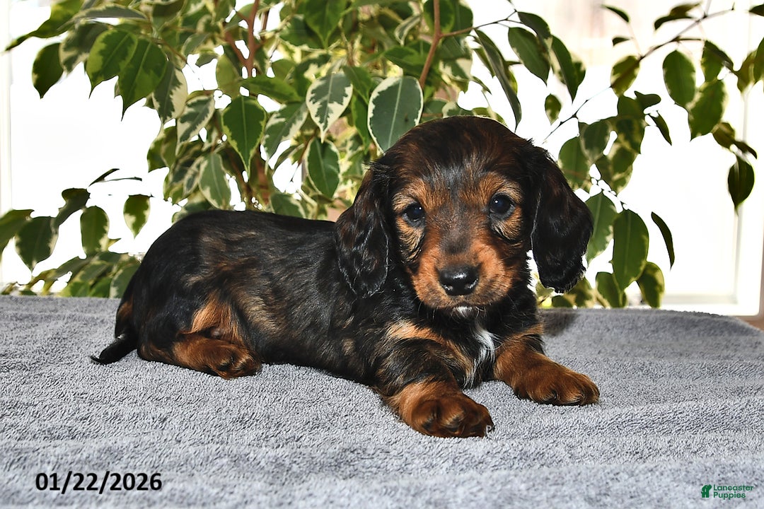 Miniature Dachshund dogs for sale: Stella - Ad 2