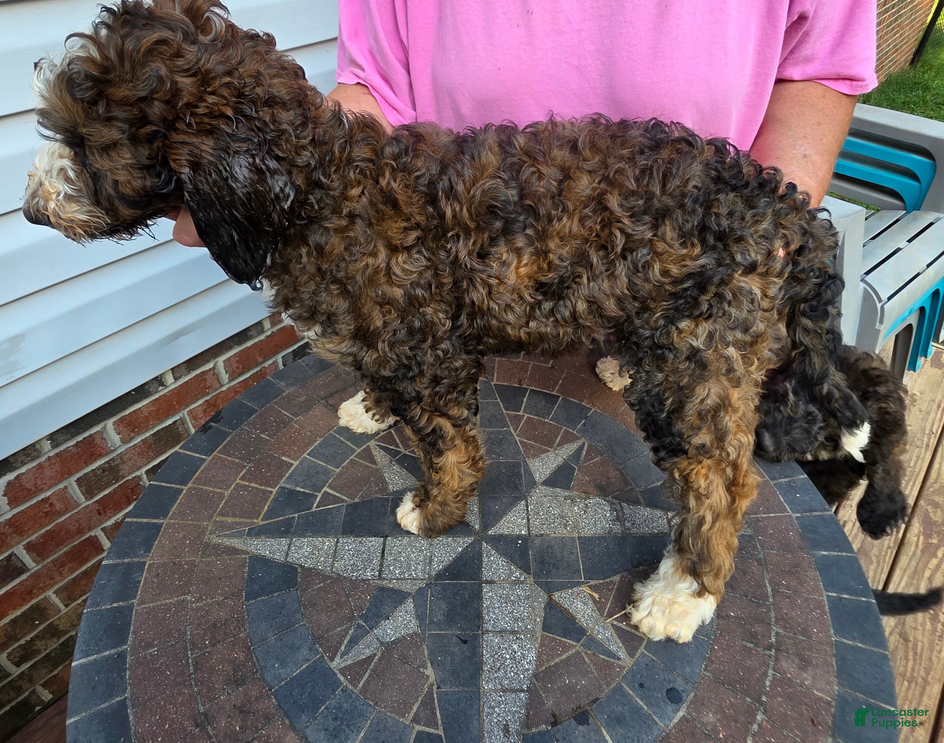 Bernedoodle dogs Chili - Ad 2