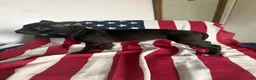 American Bully dogs for sale: American Bully 3.  Cassie - Ad 6