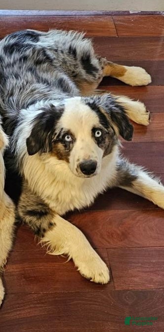 Sparky (Aussiedoodle, Male) in Rosedale, VA