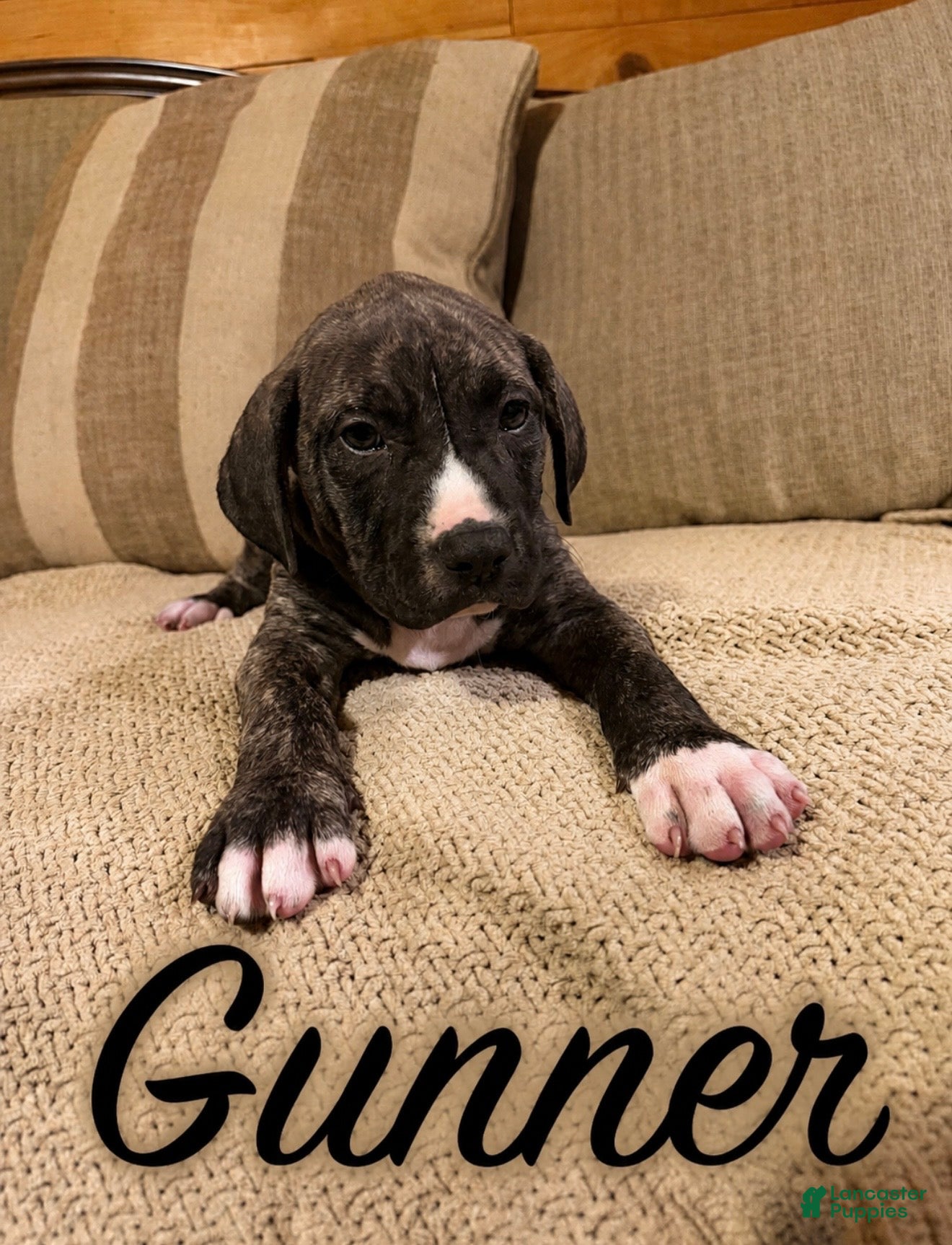Mixed Breed dogs Mixed Breed Puppy 2 - Ad 27
