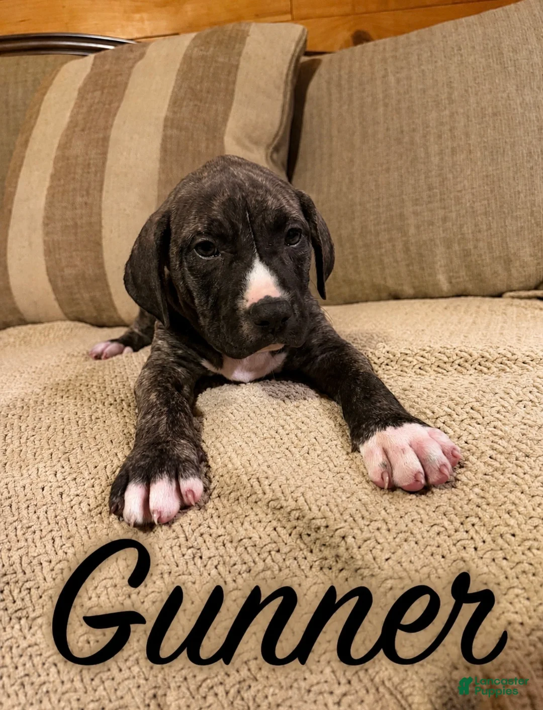 Mixed Breed dogs for sale: Mixed Breed Puppy 2 - Ad 1