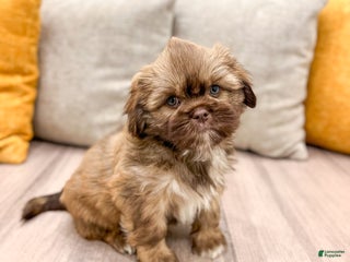 Shih Tzu dogs Champ - Ad 30