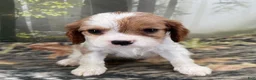 Cockalier dogs for sale: Cockalier 4 - Ad 5