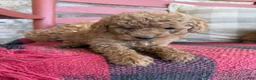 Mixed Breed dogs for sale: Terri - Ad 4