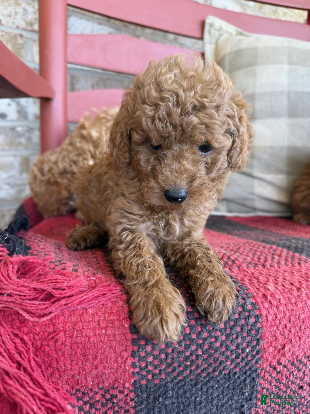 Mixed Breed dogs for sale: Terri - Ad 4