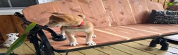 Shiba Inu dogs for sale: Shiba Inu Puppy 4 - Ad 17