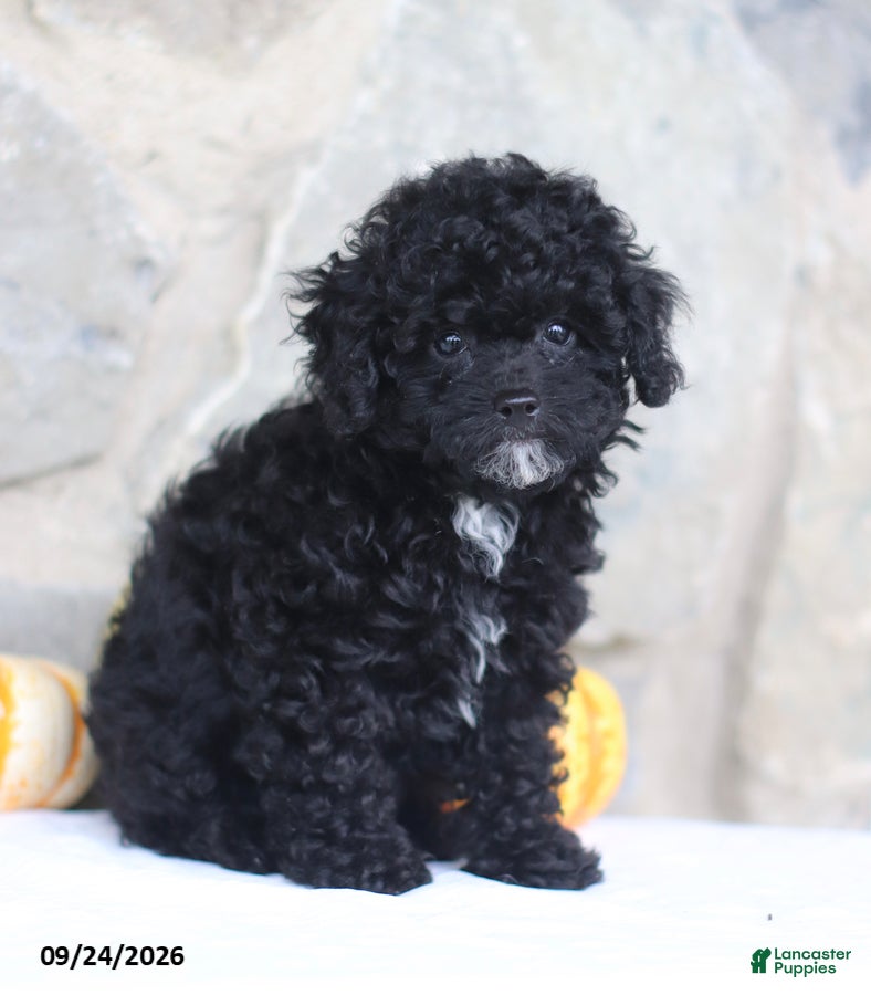 Toy Poodle dogs Clyde - Ad 2