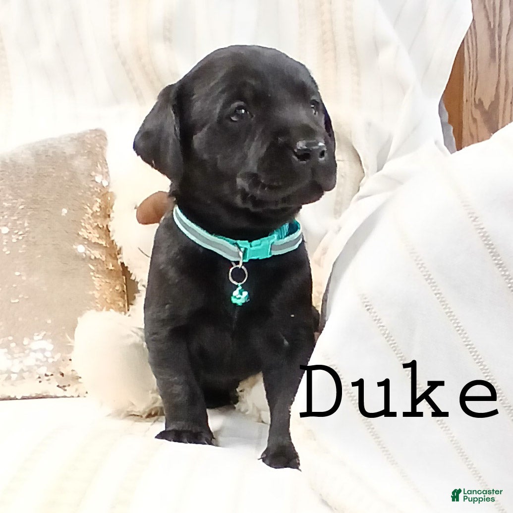Labrador Retriever dogs DUKE - Ad 14