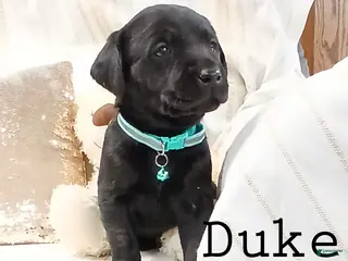 Labrador Retriever dogs DUKE - Ad 14