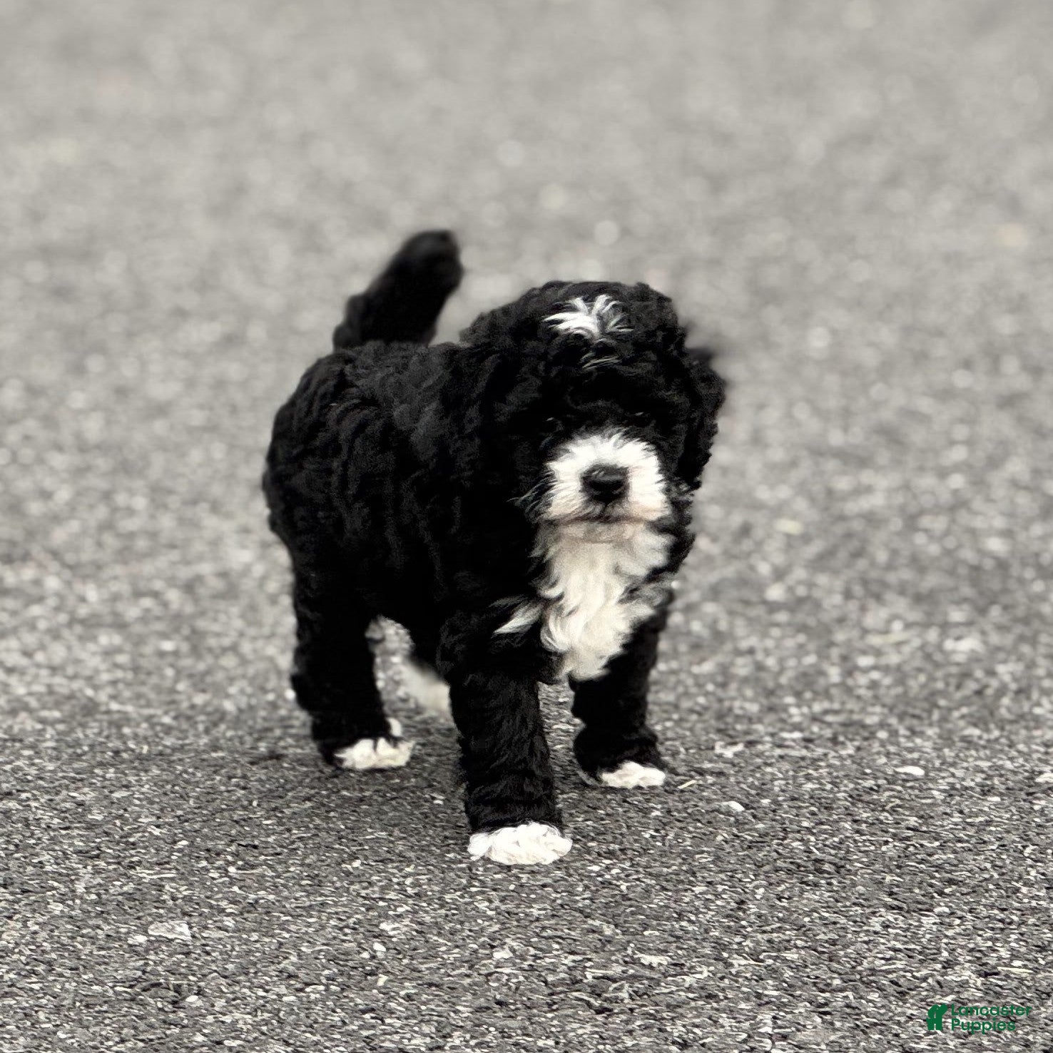 Mini Bernedoodle dogs Clark - Ad 2