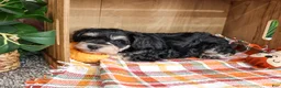 Miniature Schnauzer dogs for sale: Jefferson - Ad 3