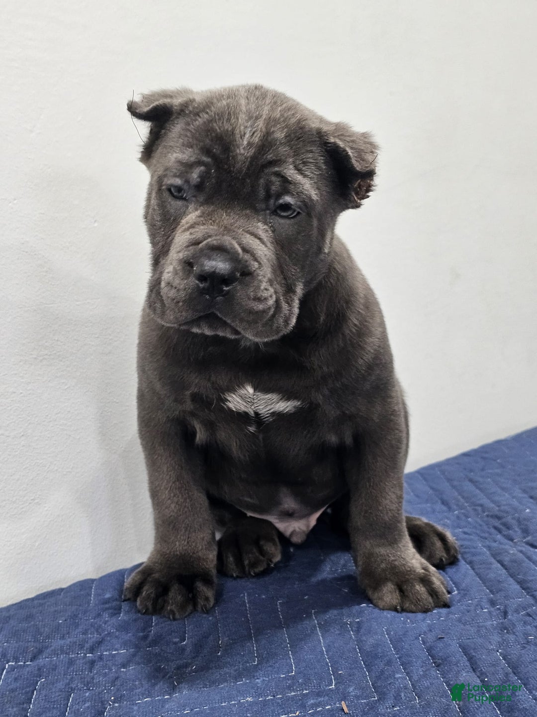 Cane Corso dogs for sale: BRUTUS - Ad 3