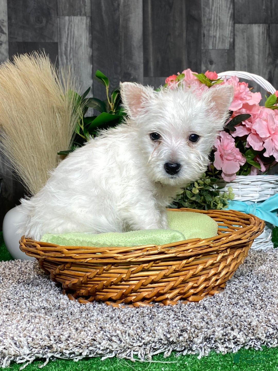 West Highland Terrier dogs for sale: Willow  - Ad 5