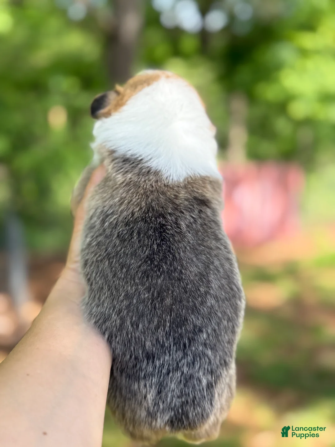 Welsh Corgi Pembroke dogs for sale: TC MALE - Ad 2