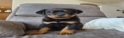 Rottweiler dogs for sale: Zeke - Ad 5