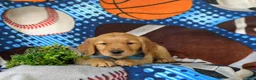 Golden Retriever dogs for sale: Codie - Ad 5