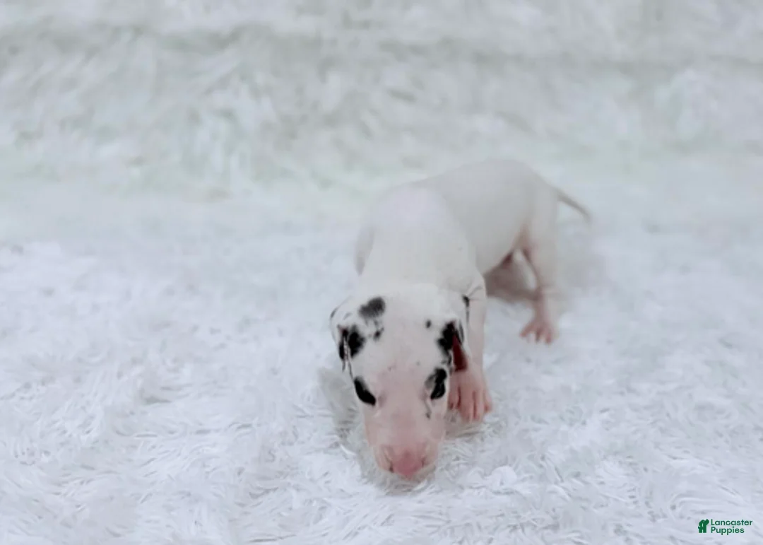 Great Dane dogs for sale: Eleven - Ad 5