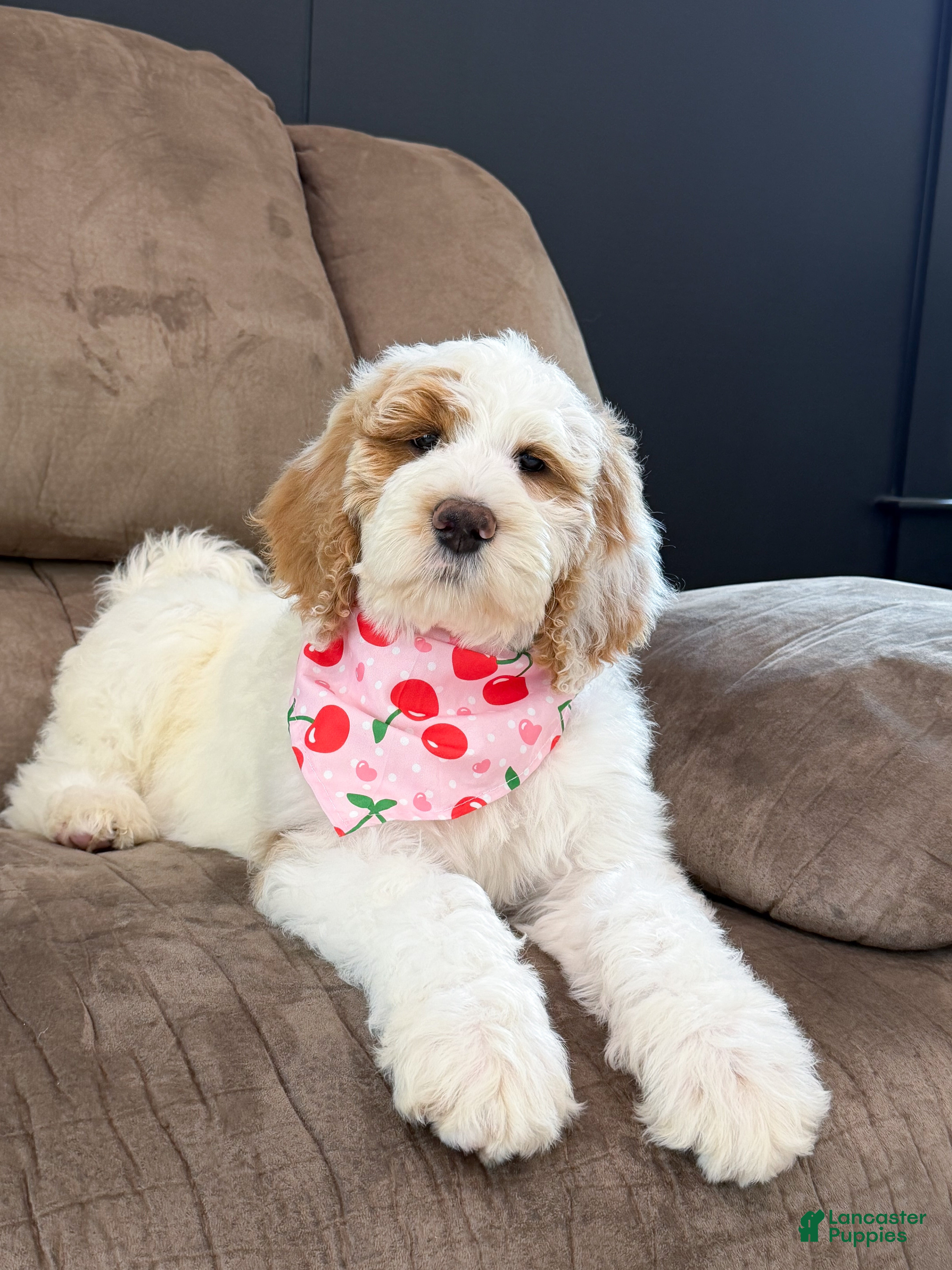 Goldendoodle dogs Amelia  - Ad 2