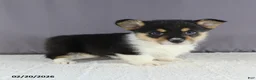 Welsh Corgi Pembroke dogs for sale: Rosa  - Ad 2