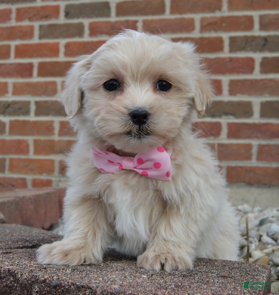 Maltipoo dogs for sale: Marley - Ad 9