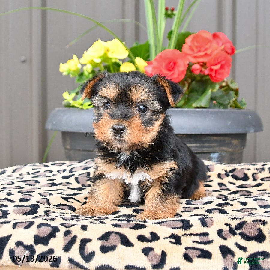 Yorkshire Terrier dogs Misty - Ad 1