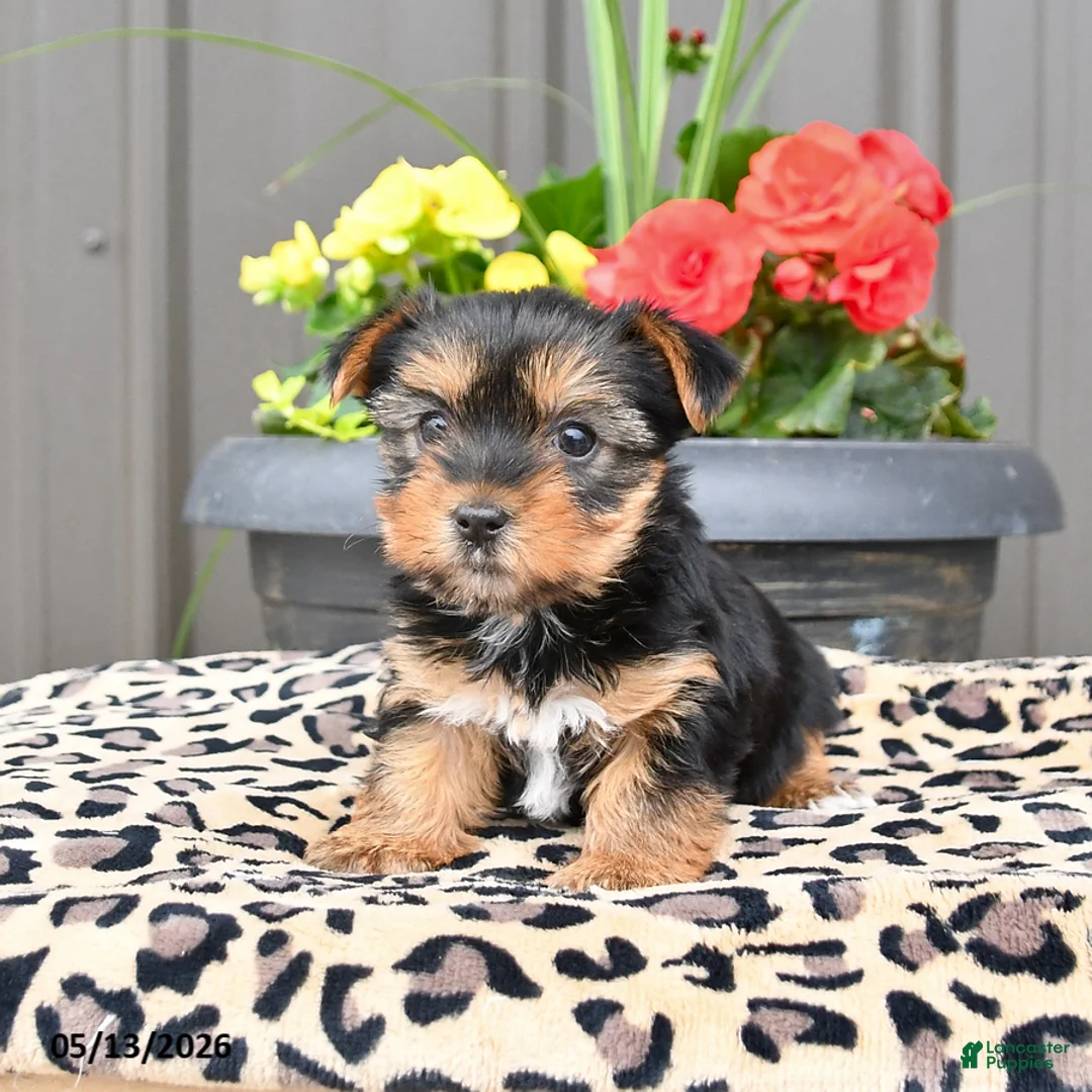 Yorkshire Terrier dogs for sale: Misty - Ad 1