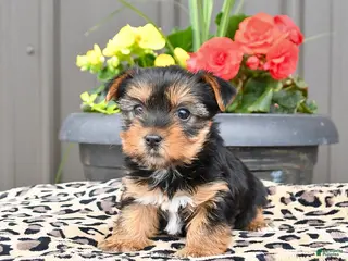 Yorkshire Terrier dogs for sale: Misty - Ad 3
