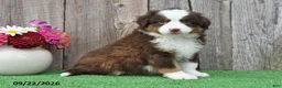 Miniature Australian Shepherd dogs for sale: Rocket - Ad 3