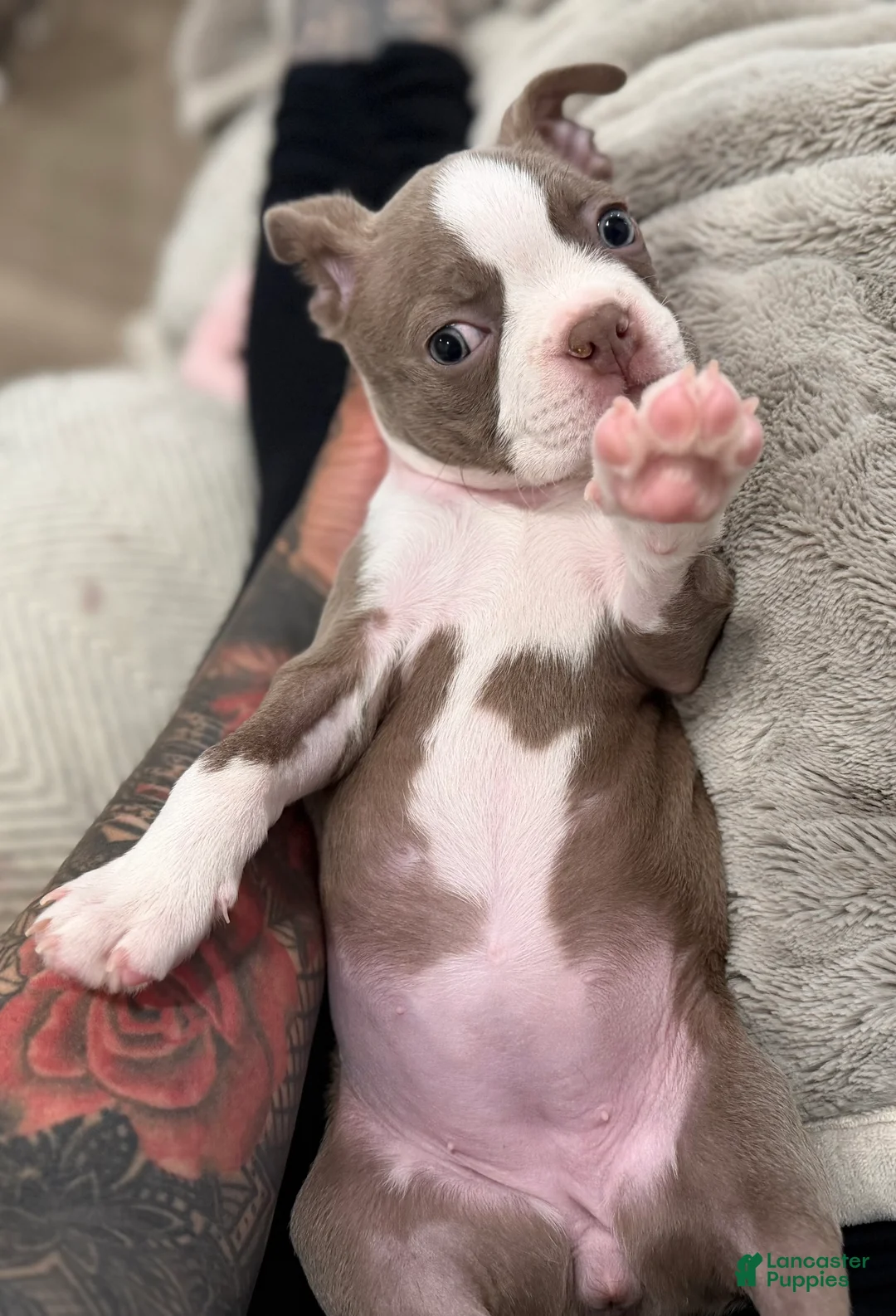 Boston Terrier dogs for sale: Canela  - Ad 1