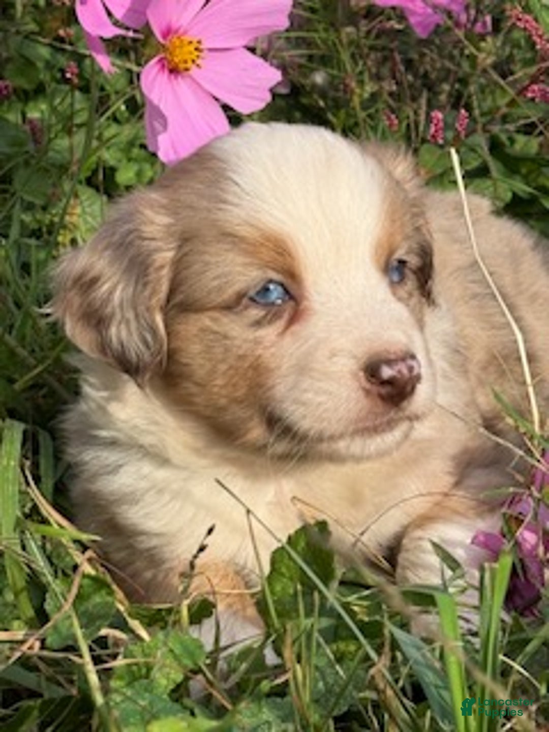 Miniature Australian Shepherd dogs for sale: Milan - Ad 1