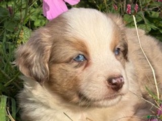 Miniature Australian Shepherd dogs Milan - Ad 22