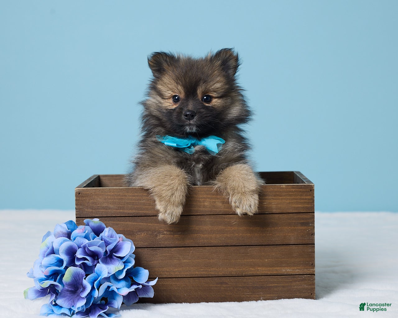 Pomeranian dogs Sammy - Ad 1