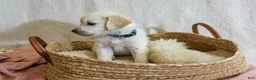 Golden Retriever dogs for sale: Sage - Ad 3