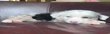 Australian Shepherd Puppy 3