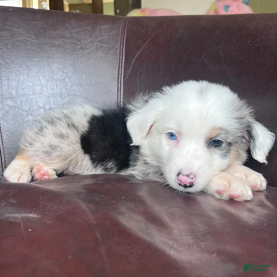 Australian Shepherd dogs for sale: Australian Shepherd Puppy 3 - Ad 1