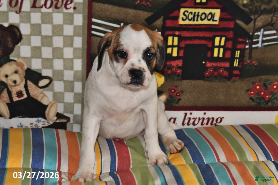 Mixed Breed dogs for sale: Jake - Ad 2