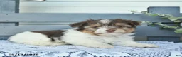 Havanese dogs for sale: Diamond - Ad 3