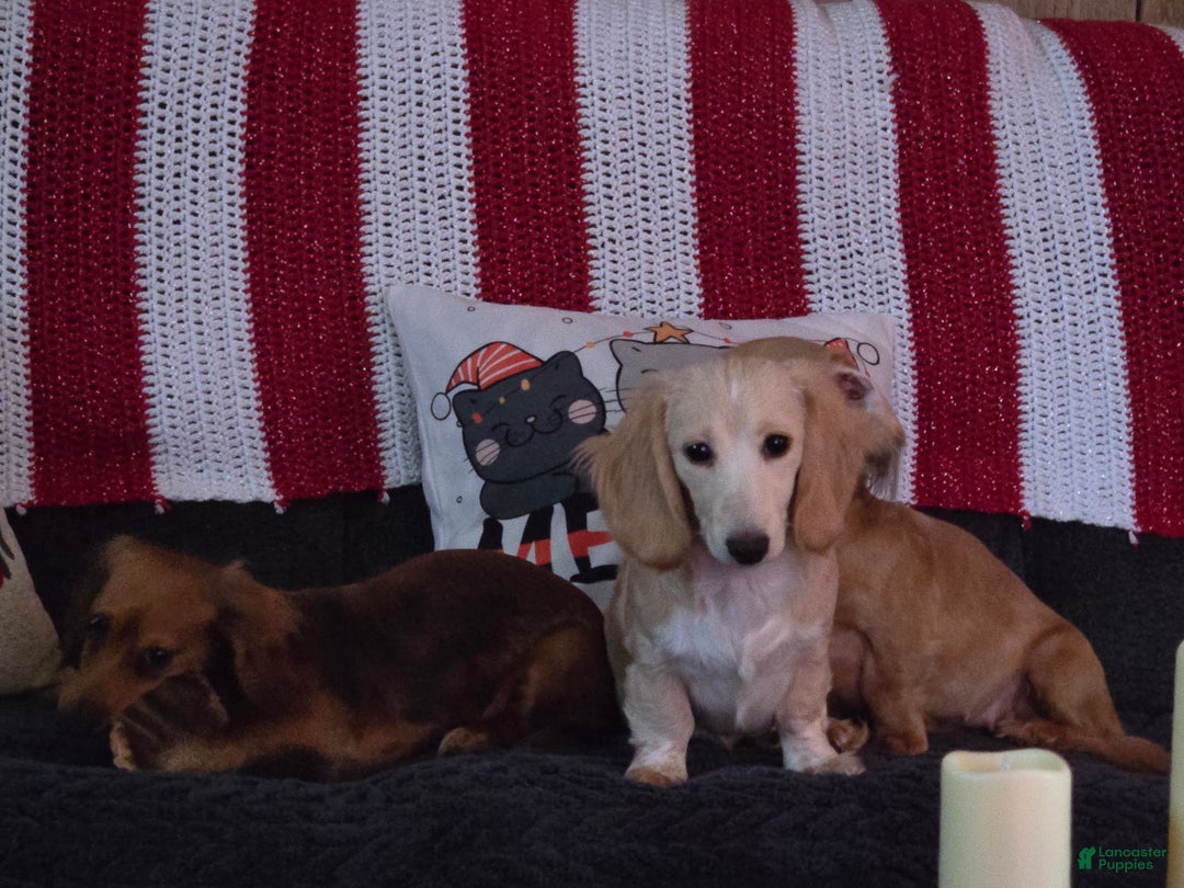 Dachshund dogs for sale: Waffles - Ad 3