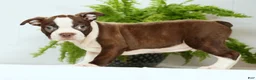 Boston Terrier dogs for sale: Ryan - Ad 3