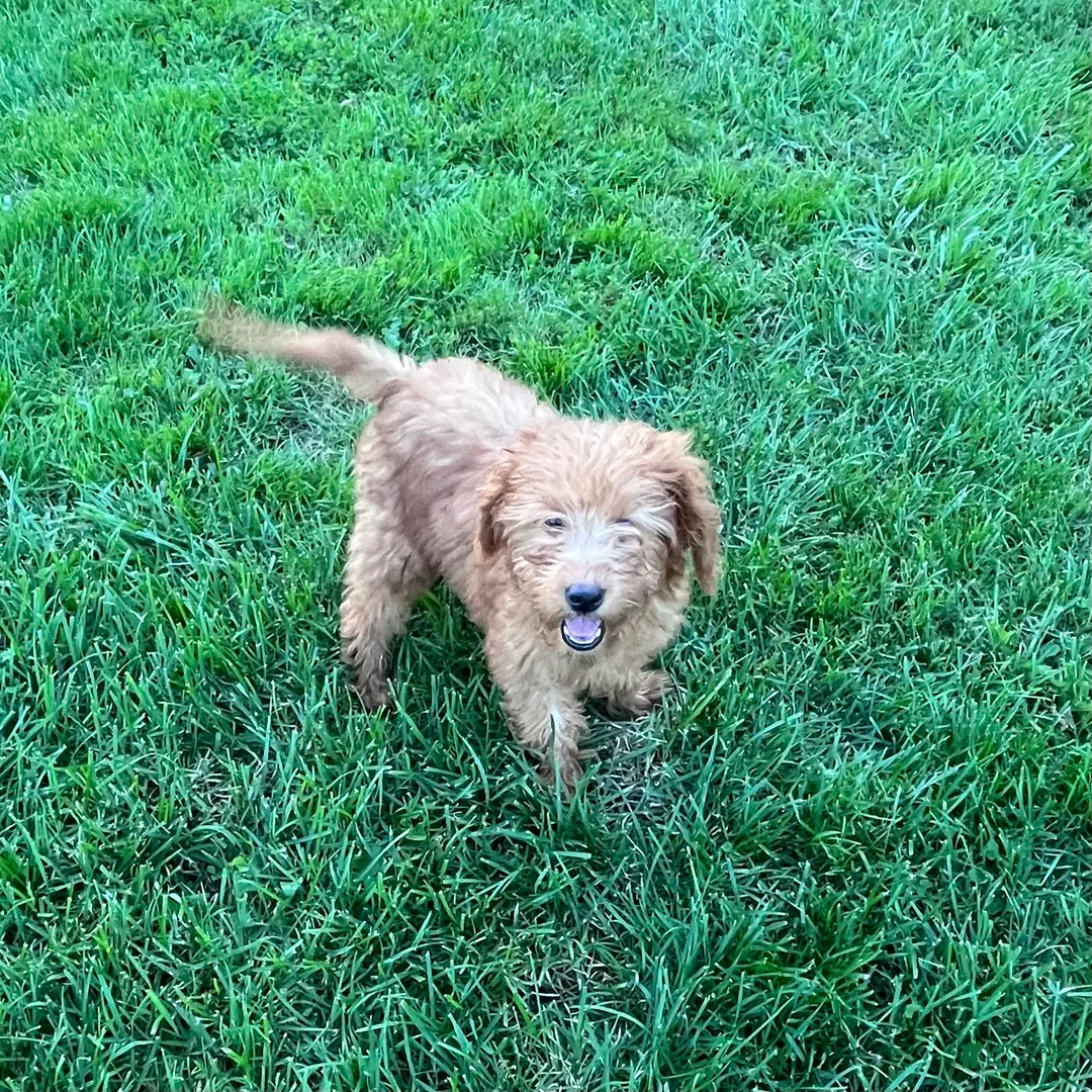 Goldendoodle dogs for sale: Hazel medium sized - Ad 1