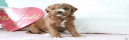 Mini Goldendoodle dogs for sale: Jack - Ad 1