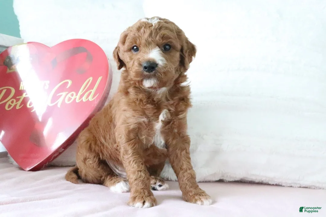 Mini Goldendoodle dogs for sale: Jack - Ad 1