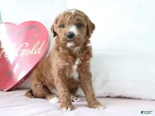 Mini Goldendoodle dogs Jack - Ad 12