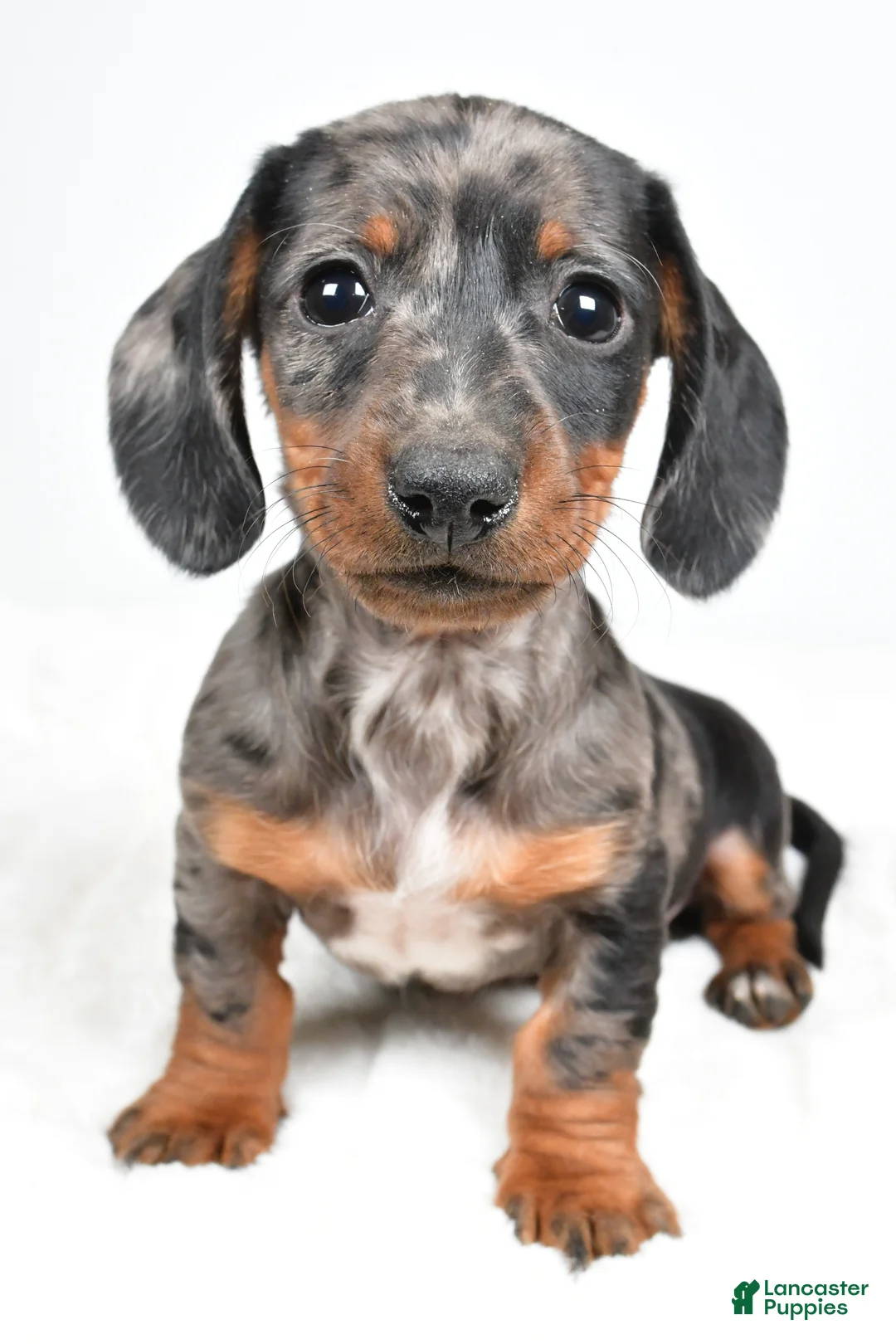 Dachshund dogs for sale: Charlie - Ad 1