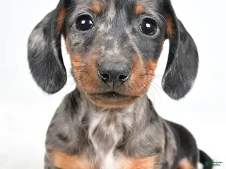 Dachshund dogs Charlie - Ad 20