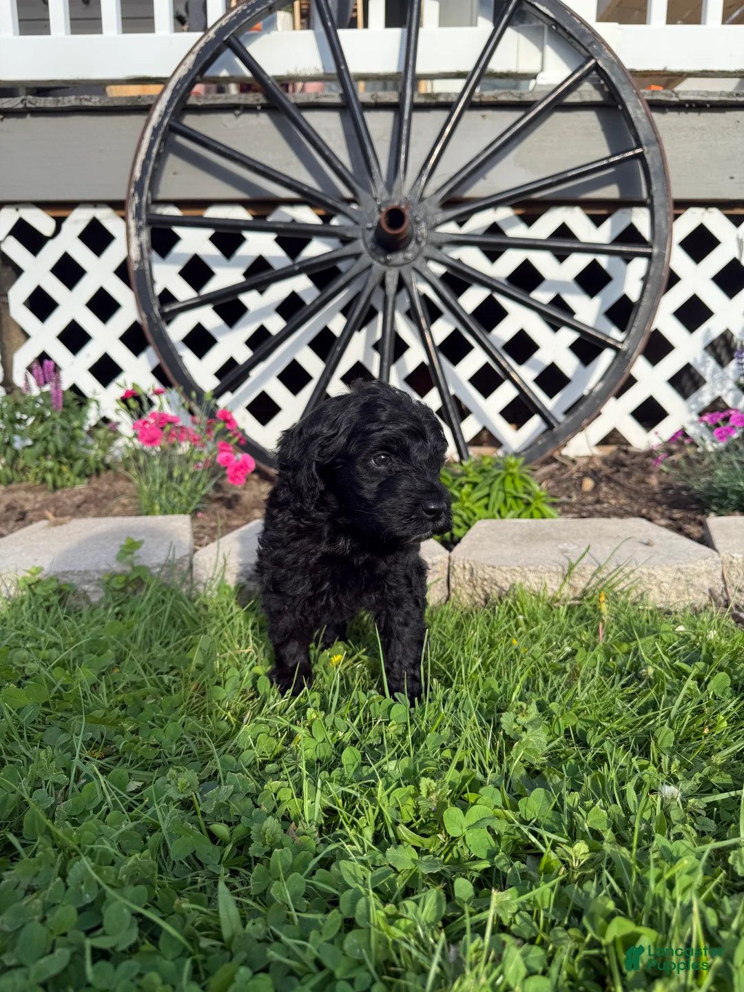 Mini Goldendoodle dogs for sale: Junior - Ad 2
