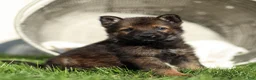 German Shepherd dogs for sale: Fletcher Flora German Shepherd  - Ad 1