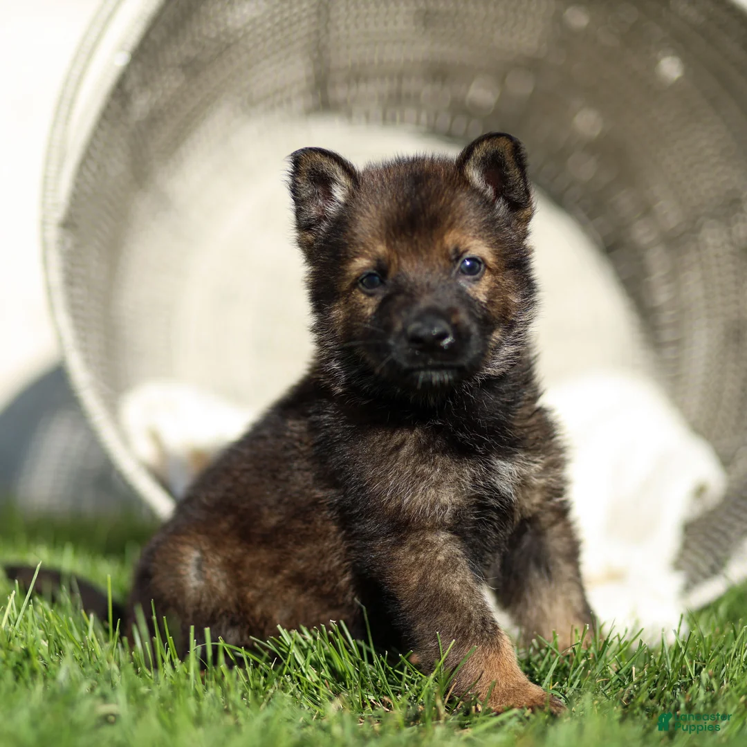 German Shepherd dogs for sale: Fletcher Flora German Shepherd  - Ad 1