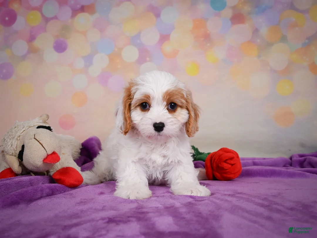 Cavapoo dogs for sale: Penny - Ad 2